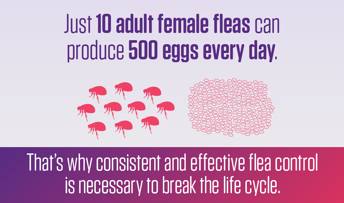 Just 10 adult female fleas can produce 500 eggs every day.