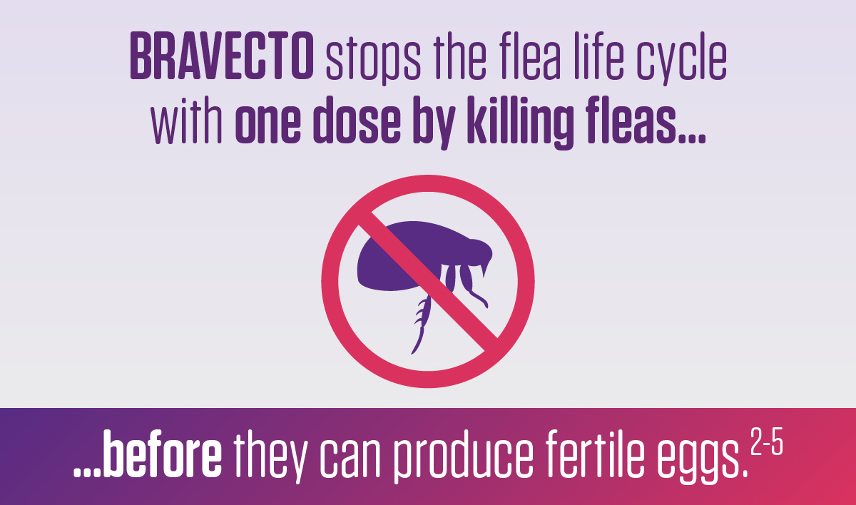 Bravecto stops the flea life cycle with one dose by killing fleas
