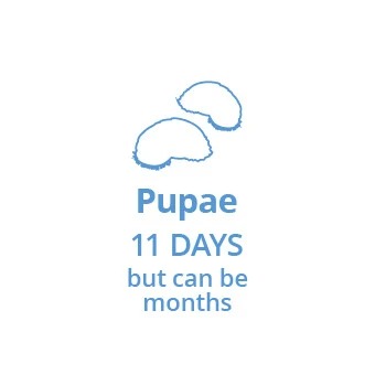 Stage 3: Larave turn into pupae in approximately 11 days which stay well protected in a cacoon until they get close enough to your pet to emerge as fleas