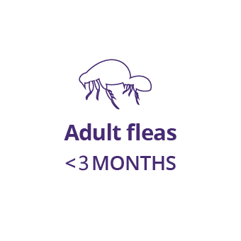 Stage 4: Adult fleas emerge from their cocoons 3-8 weeks or more after eggs are laid. Bravecto provides 3 months flea and tick protection, effectively killing all newly emerged adult fleas and breaking the flea lifecycle.