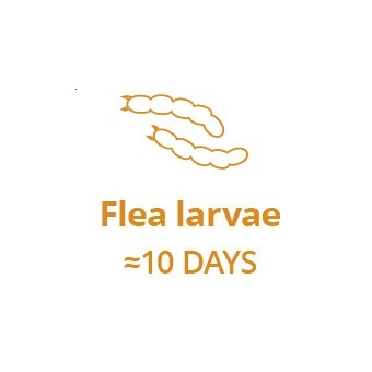 Stage 2: The flea eggs hatch as larvae, burrowing into your carpets, down cracks in floorboards, and under furniture, unaffected by some monthly treatments.